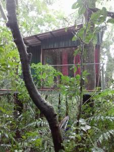 uma casa na árvore no meio da floresta em The Green Tree Lodge em Monteverde