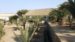 eine Reihe von Palmen vor einem Gebäude in der Unterkunft Gut Richthofen in Swakopmund