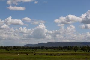 cows grazing in a grassy field at Isis Motel Scone in Scone