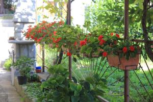 een tuin met rode bloemen in hangende potten bij Dems in Živogošće