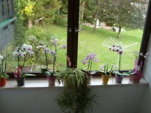 Vonkajšia záhrada v ubytovaní Appartements Birkenhof
