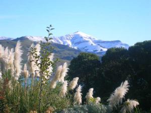 a field of grass with a snowy mountain in the background at Mumfords in Akaroa