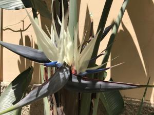 a close up of a large green plant at Civico7 in Villa San Giovanni