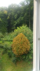 ブラショヴにあるM&F APARTAMENT JEPILORの窓からの茂みの景色