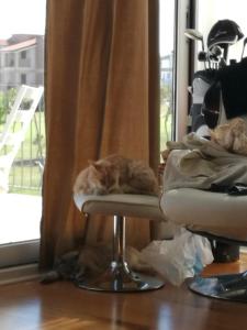 un gato tirado en una silla frente a una ventana en CasaGolf, en Miglianico