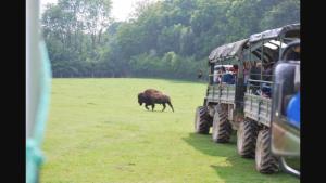Tiere im Ferienhaus oder in der Nähe