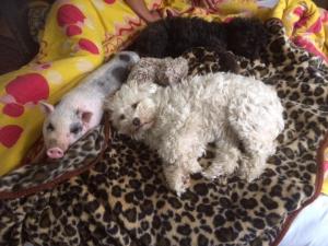 dos perros blancos pequeños tirados en una cama en Rigófészek Vendégház, en Mátraszele