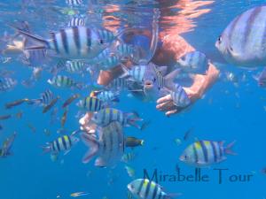 a man in the water with a group of fish at Mirabelle Joglo Village in Karimunjawa