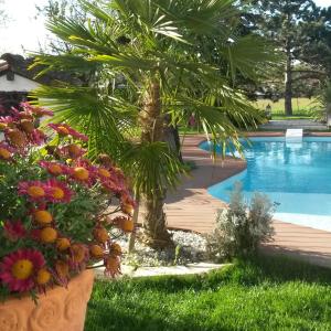 a garden with a palm tree and a swimming pool at Le Clos de Saint Amour in Montauban