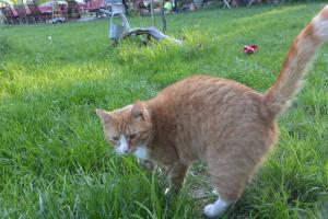 un chat orange qui marche dans l'herbe dans un champ dans l'établissement Ferienhof "Zum Spreewäldchen", à Burg