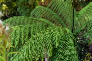 uma planta verde com grandes folhas verdes em The Old Nurseries B & B em Stathern