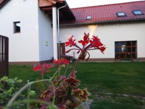 Bronków的住宿－Agroturystyka Struzka，房子前面的一束红花