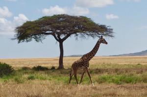 
a giraffe standing in the middle of a field at Meliá Serengeti Lodge Member of Meliá Collection in Banagi
