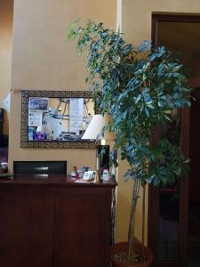 Hotel Damian Park Hotel Delle Magnolie vendégei