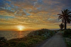 a dirt road next to the ocean with a palm tree at Brighton Serviced Apartments in Melbourne +32 photos
