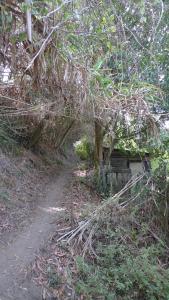 a dirt road with trees and a fence at ribeira dos marinheiros amarelo in Sintra