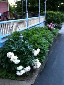 a row of flowers in front of a fence at Rose & Thistle Bed & Breakfast in Cooperstown