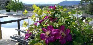 un montón de flores púrpuras sentadas en un banco en Al Jatib en Baza