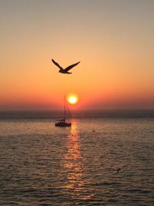 a bird flying over a boat in the ocean at sunset at Hotel Des Falaises in Étretat +41 photos