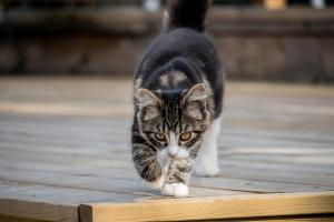 Ospiti di Stall Hällarp con animali domestici
