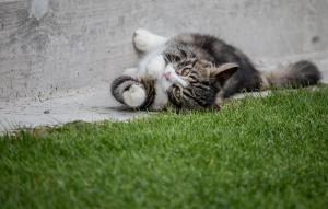 Ospiti di Stall Hällarp con animali domestici
