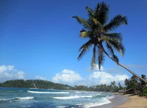 a palm tree on a beach with the ocean at Casa Maria in Mirissa