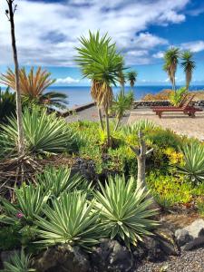 a garden with palm trees and plants and a bench at Casa rural Los Llanos Negros in Fuencaliente de la Palma