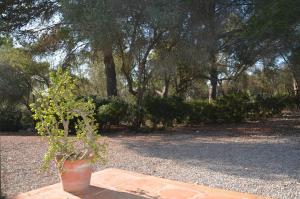 a potted plant sitting on a brick path in a park at Finca Son Blat in Porto Cristo