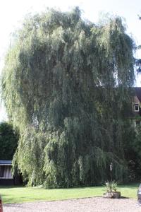 a large tree in front of a house at Pension Burgblick in Nordstemmen