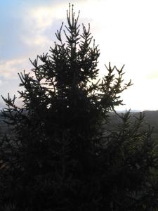 Un albero di Natale in cima a una montagna di I Quattro Gatti a Gabiano