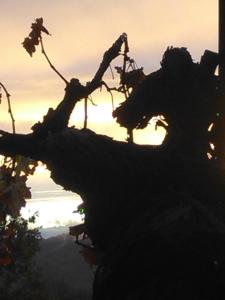 una sagoma di un albero con il tramonto sullo sfondo di I Quattro Gatti a Gabiano