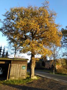 un albero con foglie gialle accanto a una strada di Ferienwohnung Wisbek a Brinjahe