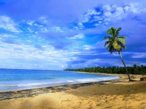 a palm tree on a beach with the ocean at Apartamento en Las Terrenas in Las Terrenas