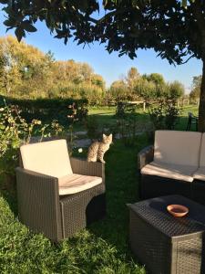 a cat sitting between two chairs in the grass at Agriturismo Loghino Caselle in San Giorgio Di Mantova