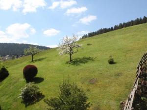 バイアースブロンにあるFerienwohnung Herbert Bestの山の上に二本の木がある緑地