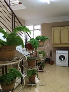 a group of potted plants sitting on a staircase at Br Court Apartments in Quatre Bornes