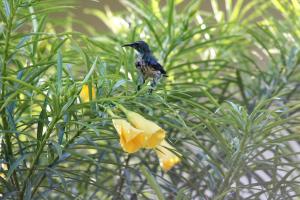 Altri animali domestici presso il lodge o nei dintorni