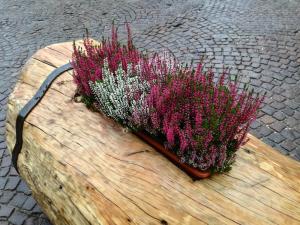 A garden outside Marmot Apartment