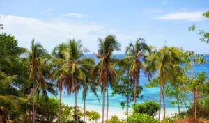 a group of palm trees in front of the ocean at Amun Ini Beach Resort & Spa in Anda