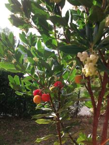 Ein Baum mit viel Obst drauf. in der Unterkunft Poggio del Conero in Poggio