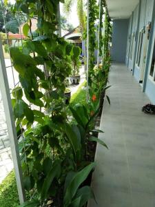 a corridor of a building with a bunch of plants at Clover Homestay in Probolinggo