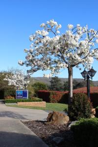 a tree with a bunch of flowers on top of it at Hume Country Motor Inn in Albury