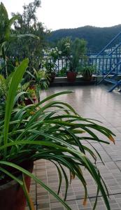 Phong cảnh thiên nhiên gần nhà nghỉ nhỏ