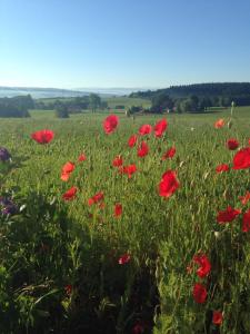 un campo de amapolas rojas en un campo verde en Ferienwohnung Ernle, en Bad Wurzach