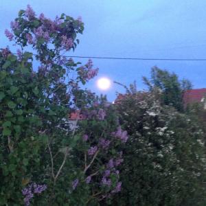 una luna piena che sorge dietro alcuni alberi e cespugli di Ferienwohnung Ernle a Bad Wurzach