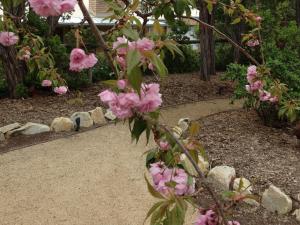 a tree with pink flowers in a garden at Silverleaf Cottage in Rye