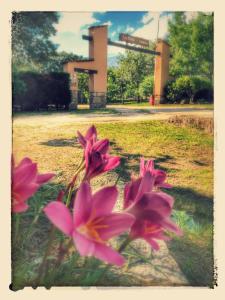 Gallery image of Complejo Camping La Mata in Madrigal de la Vera