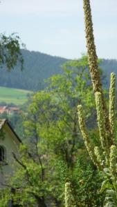 un cactus en primer plano con árboles en el fondo en Ferienwohnung Kaufmann, en Baiersbronn