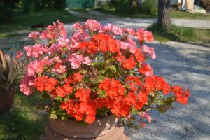 Zahrada ubytování B&B Tenuta Zavaia