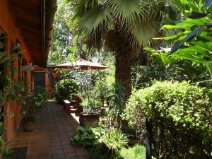 a garden with a palm tree and a patio at Lake View Studios in Nairobi